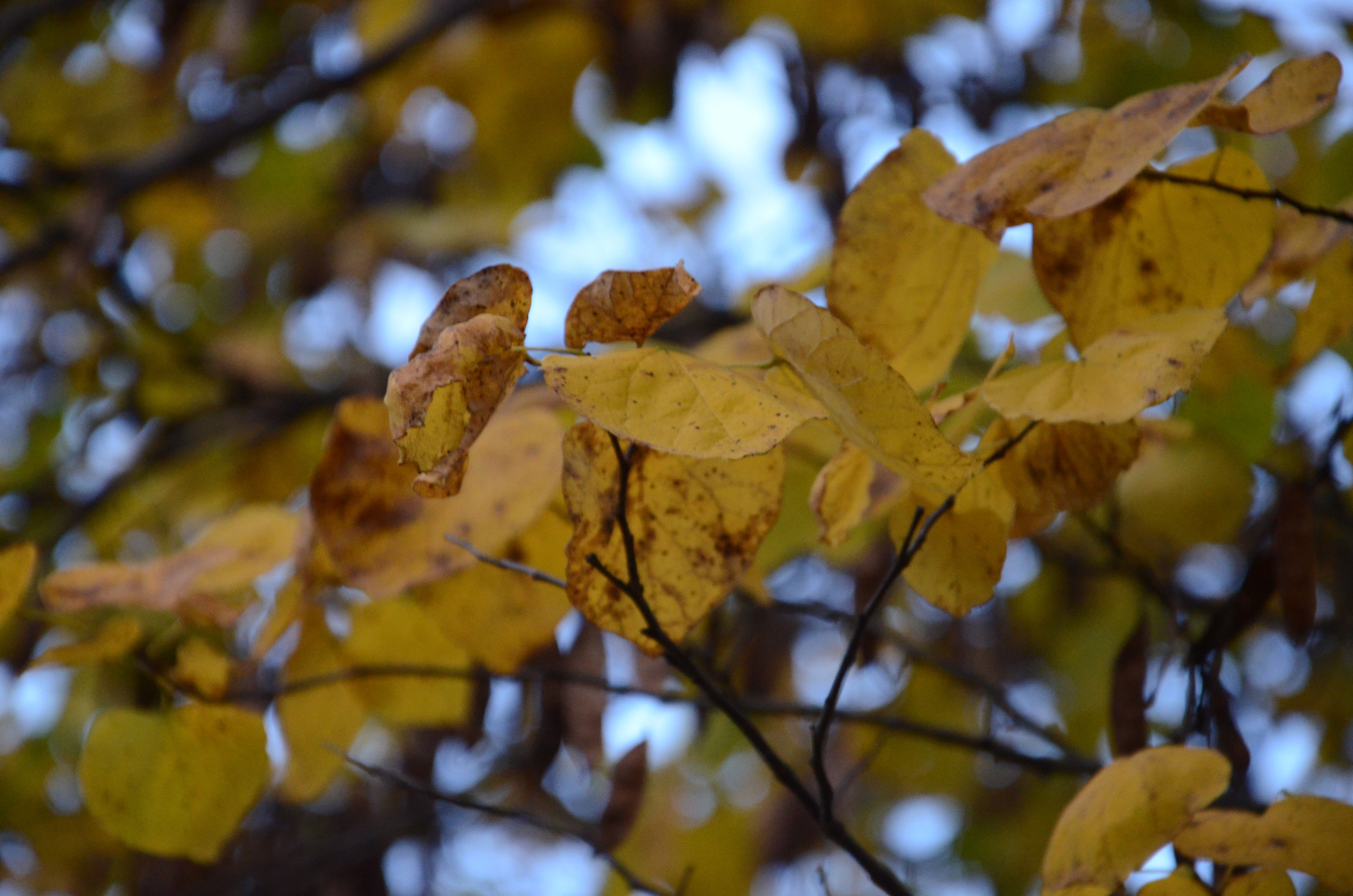 the view from today | autumn dusk