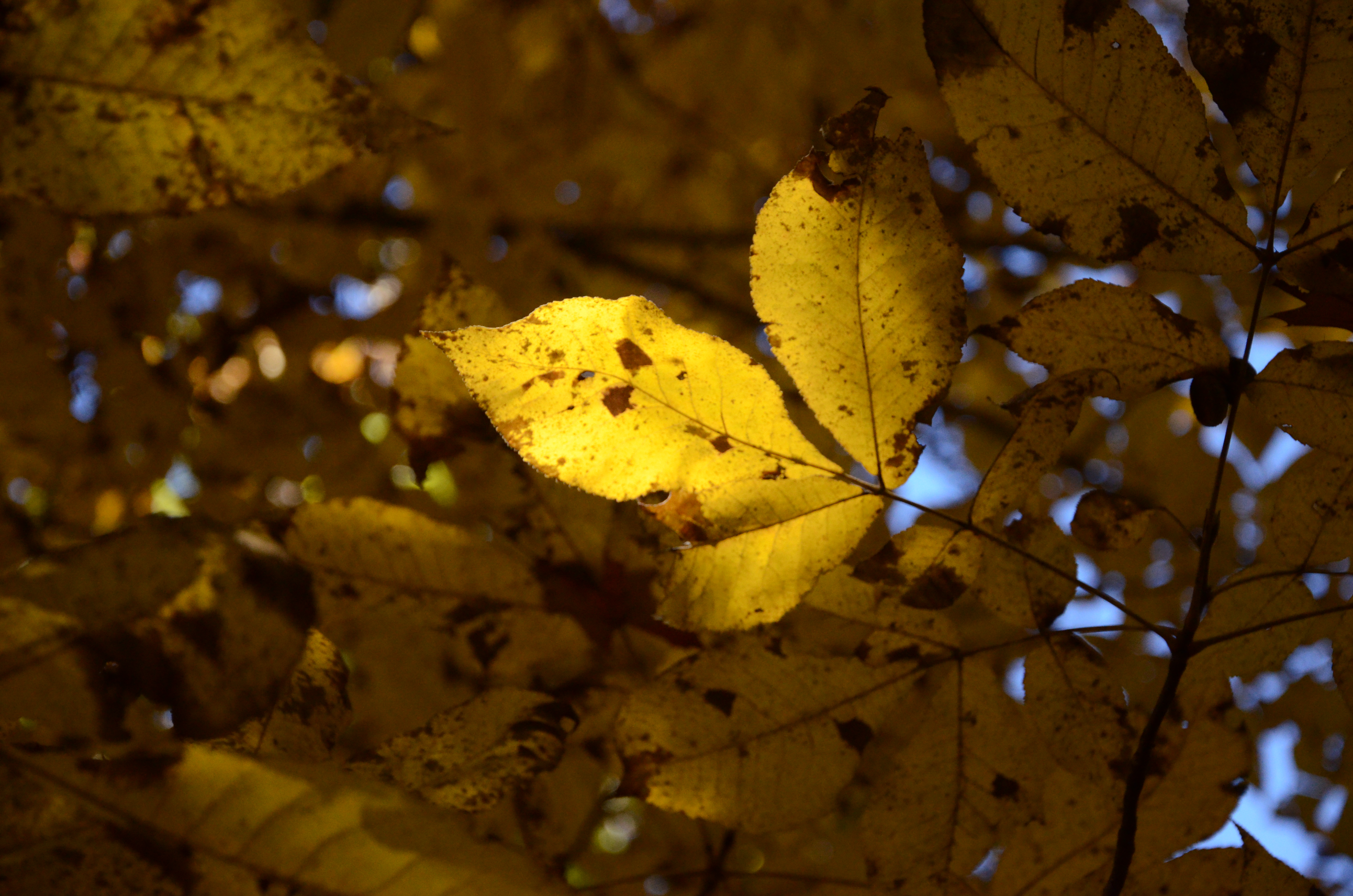 The light in the leaves