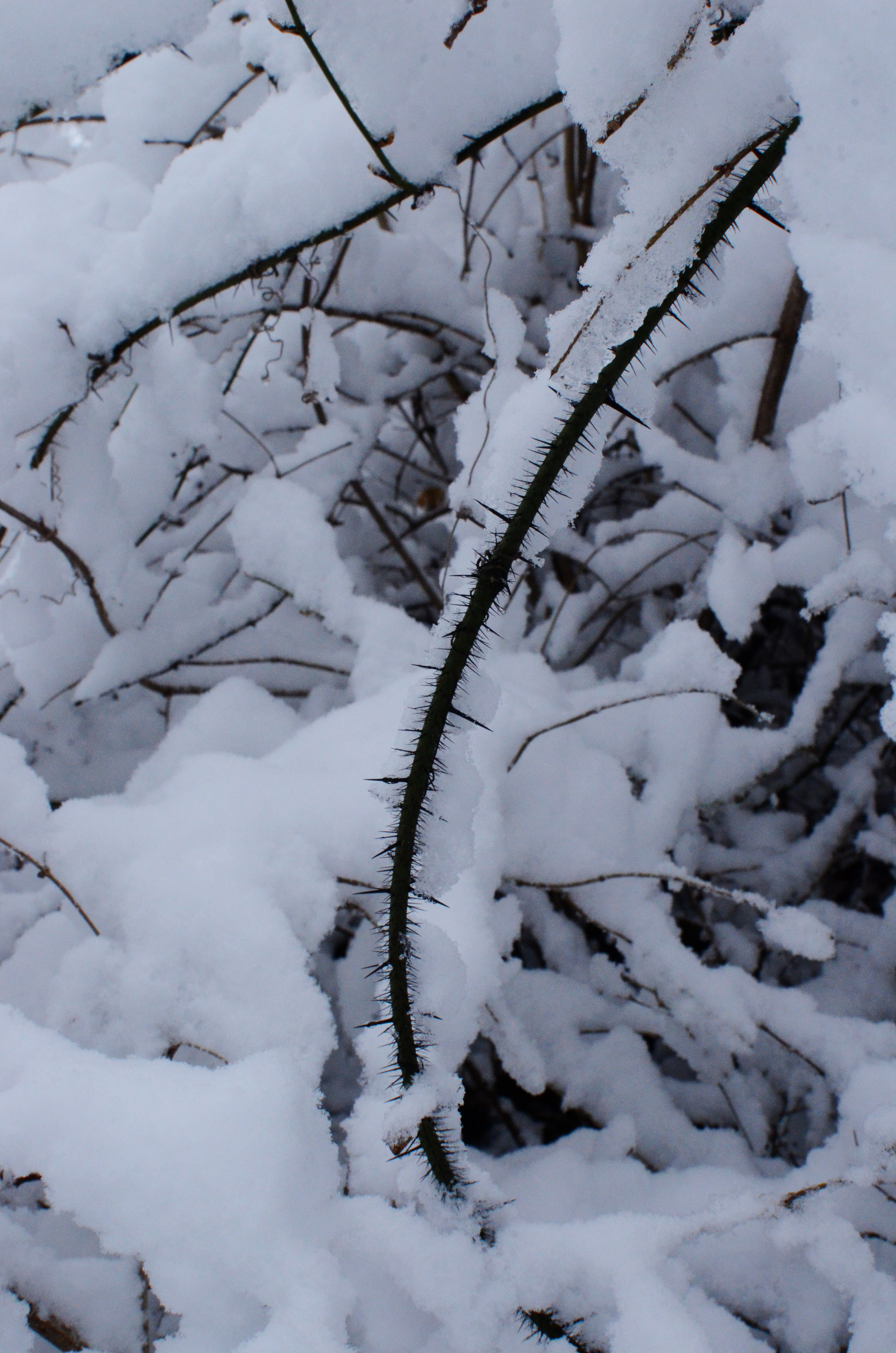 thorn