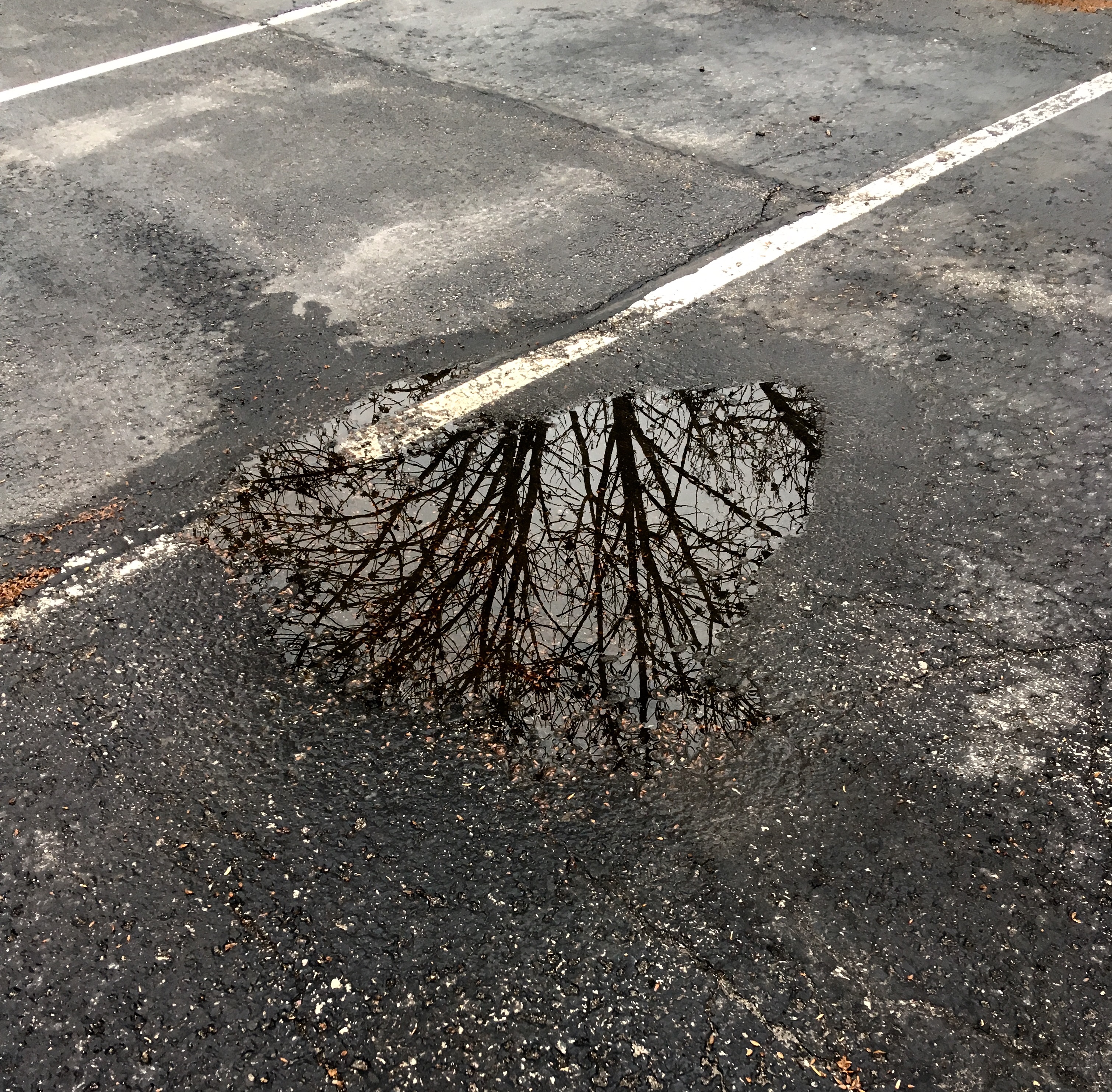 the wood between the worlds