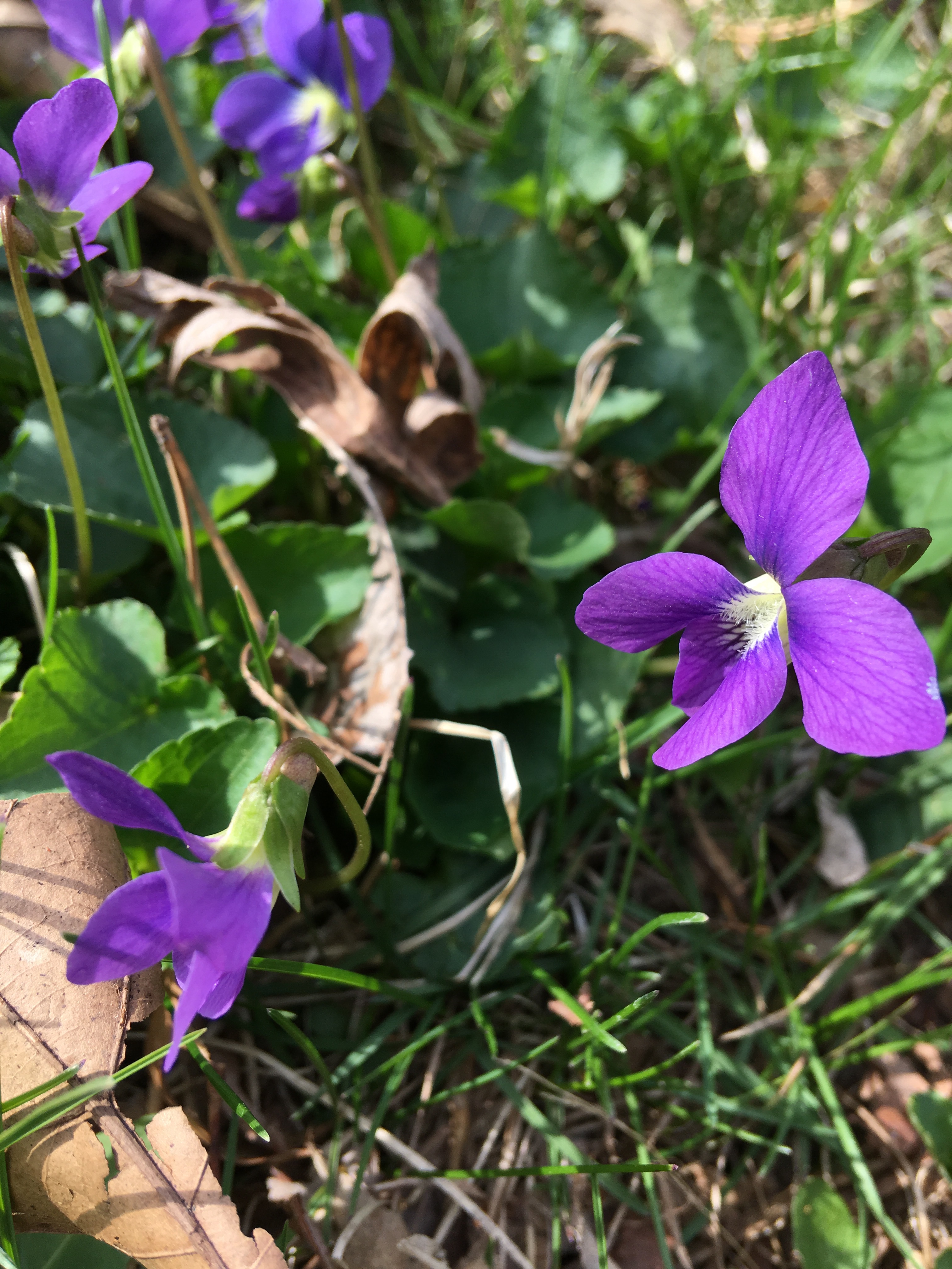 the colors of sunday