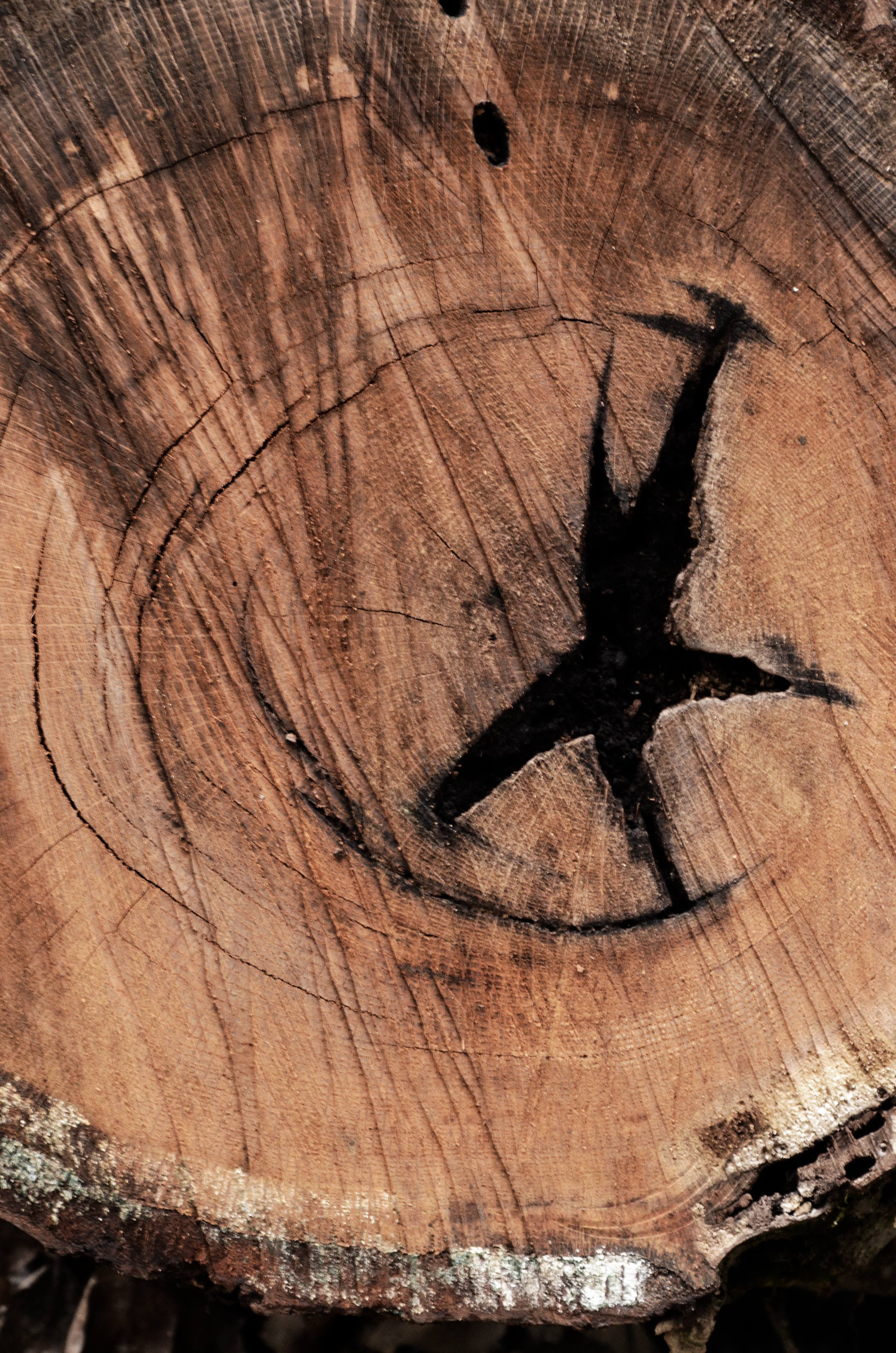 the apple tree