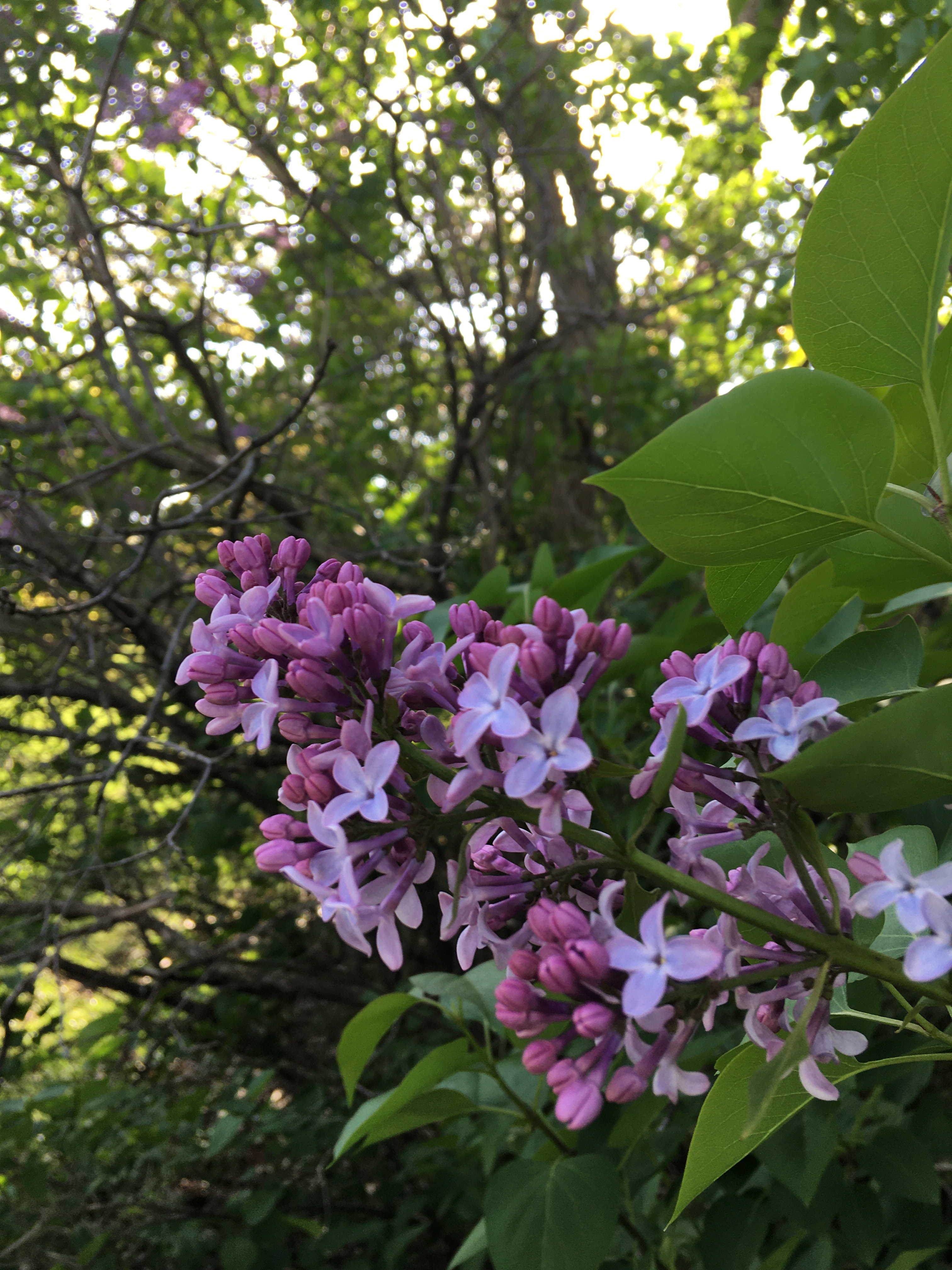 lavender lilacs