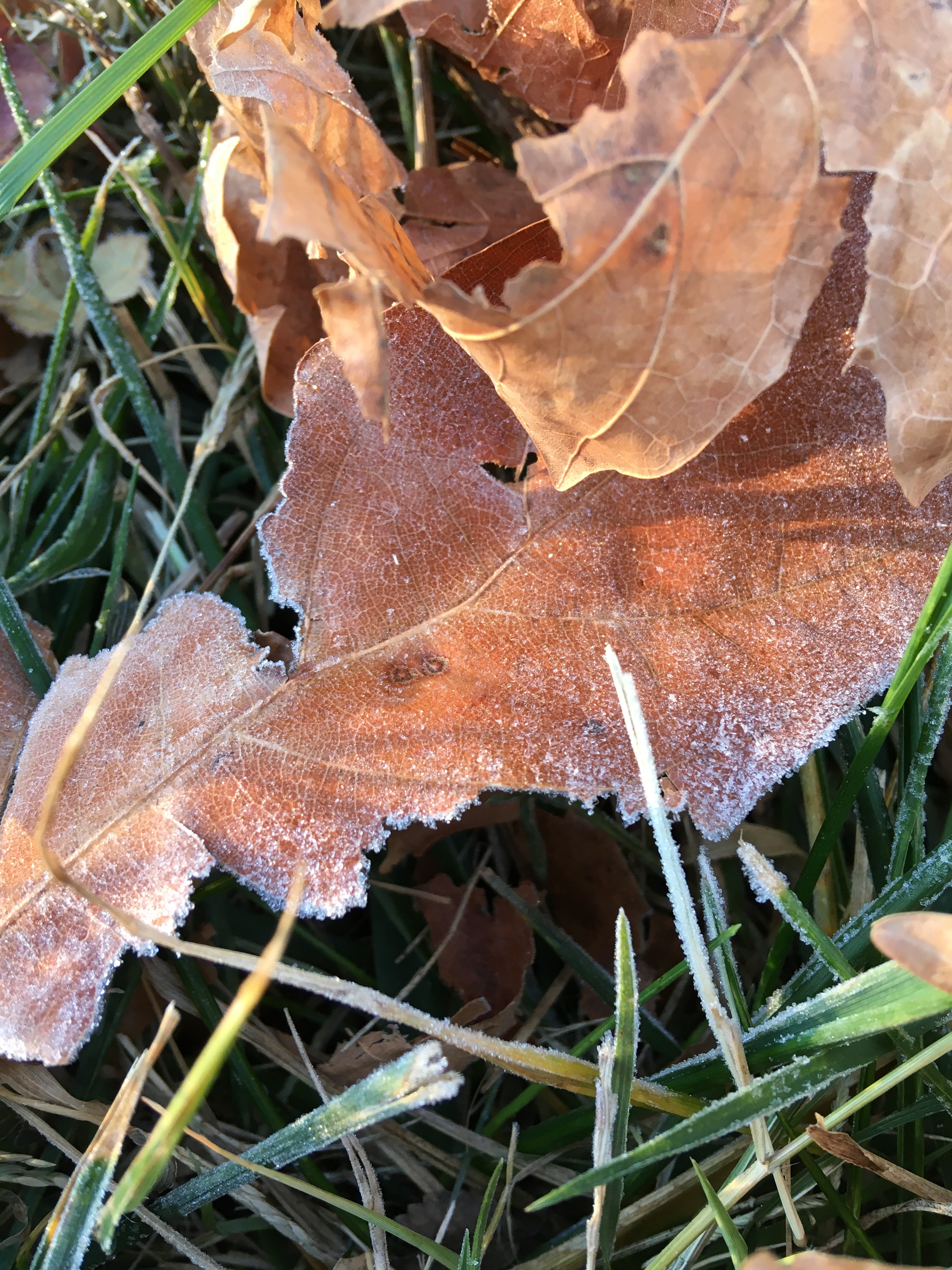 november walk