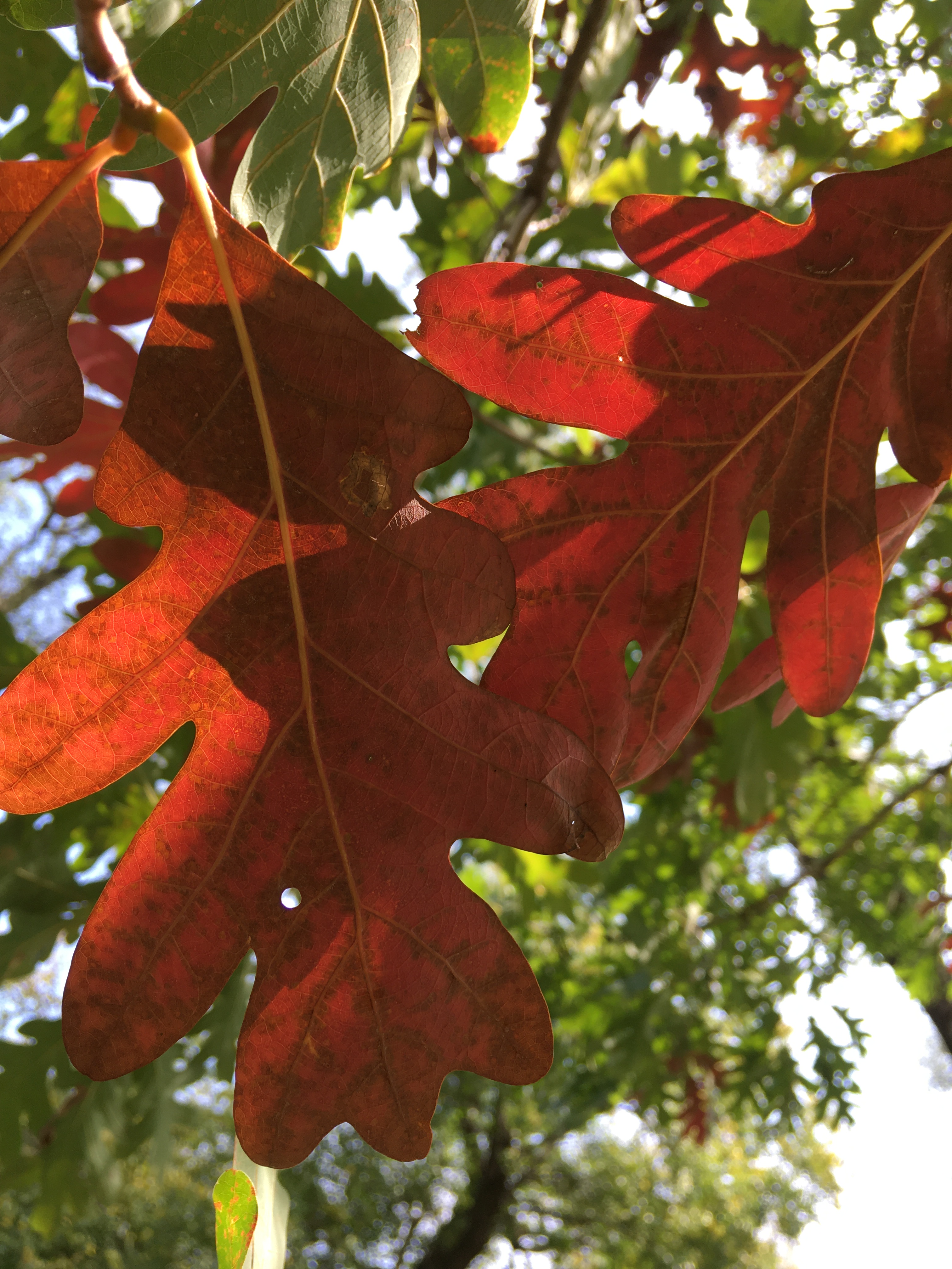 the stubborn oaks