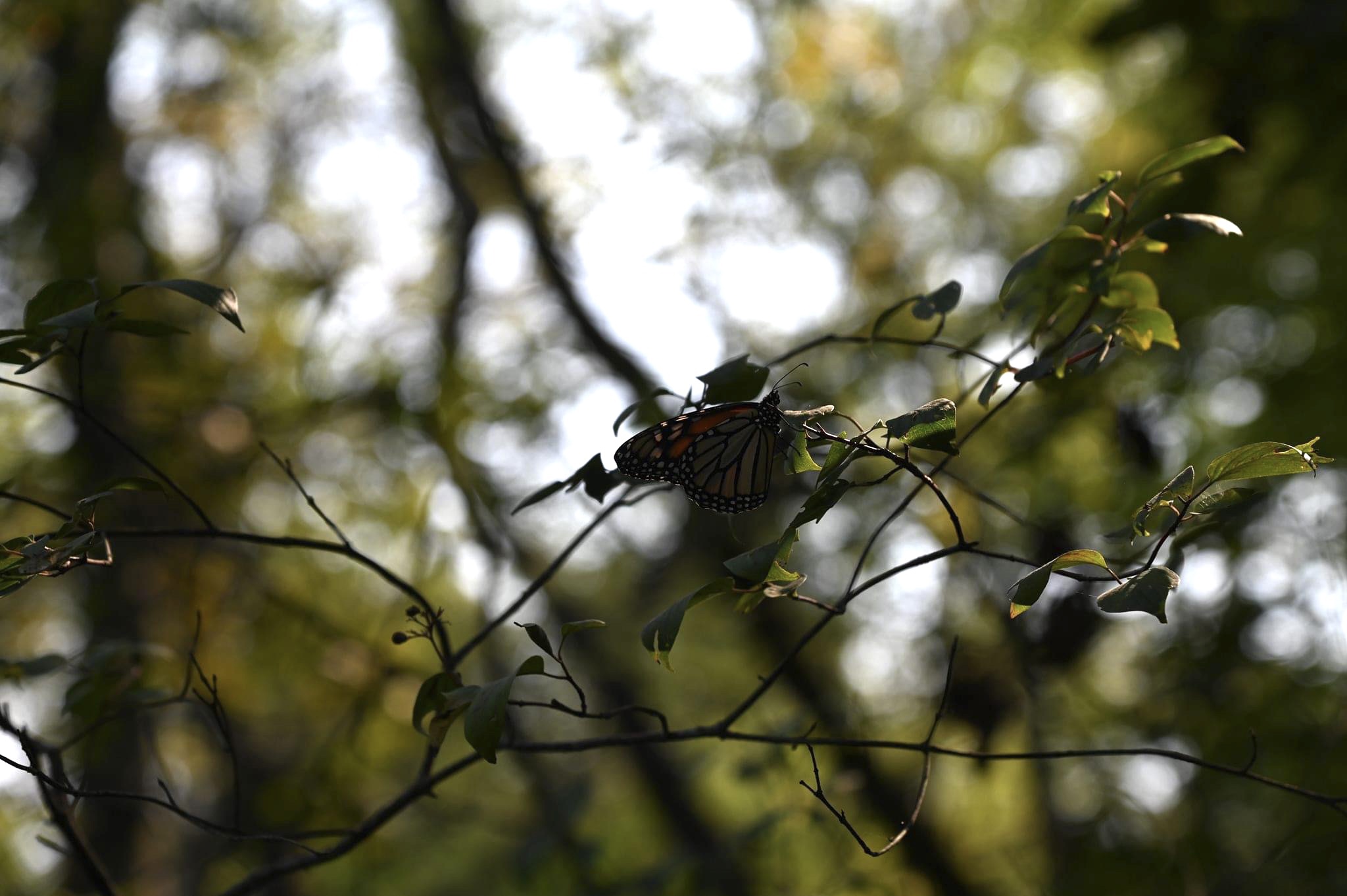 milkweed