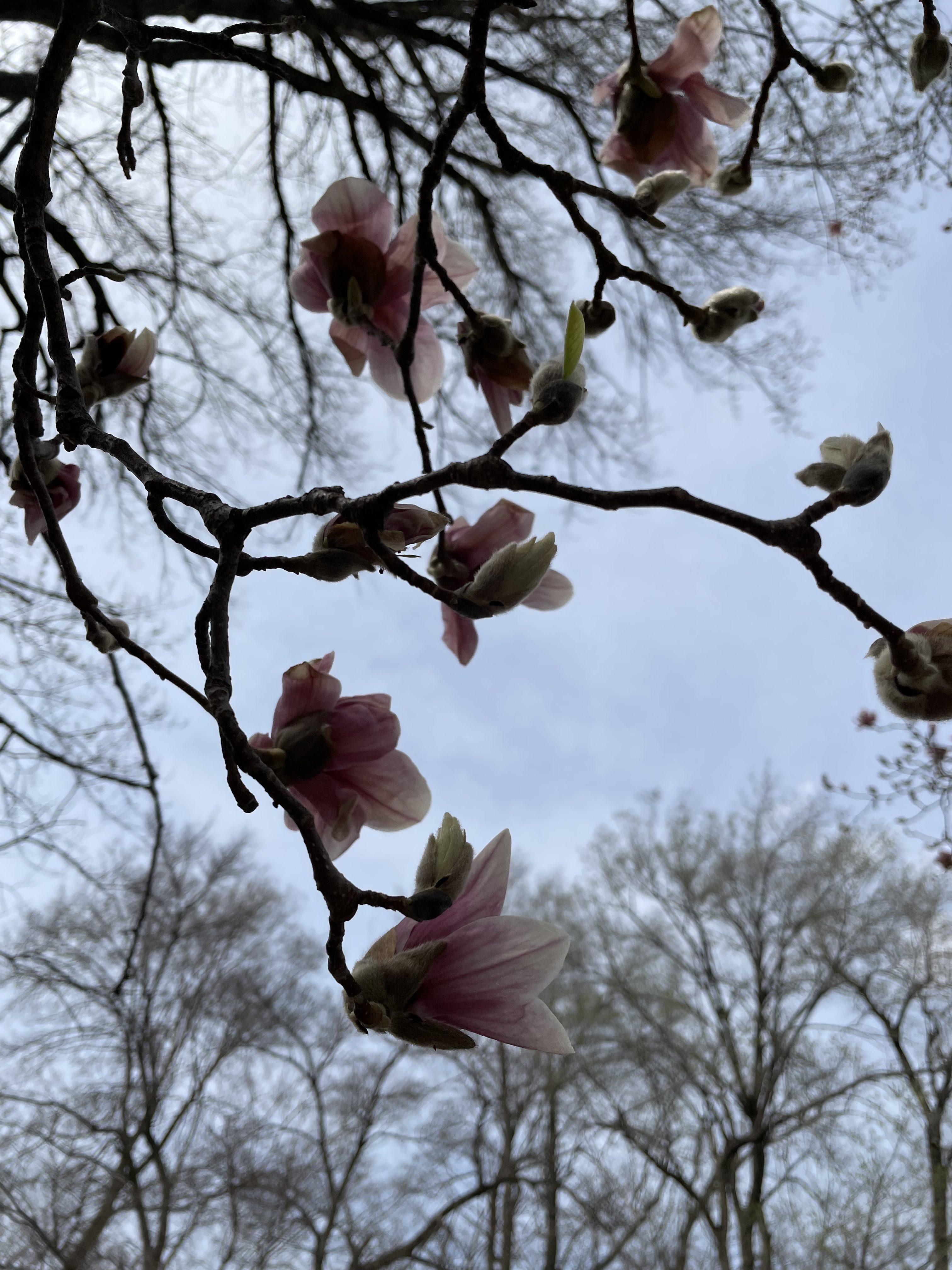i wish you could show me the spring