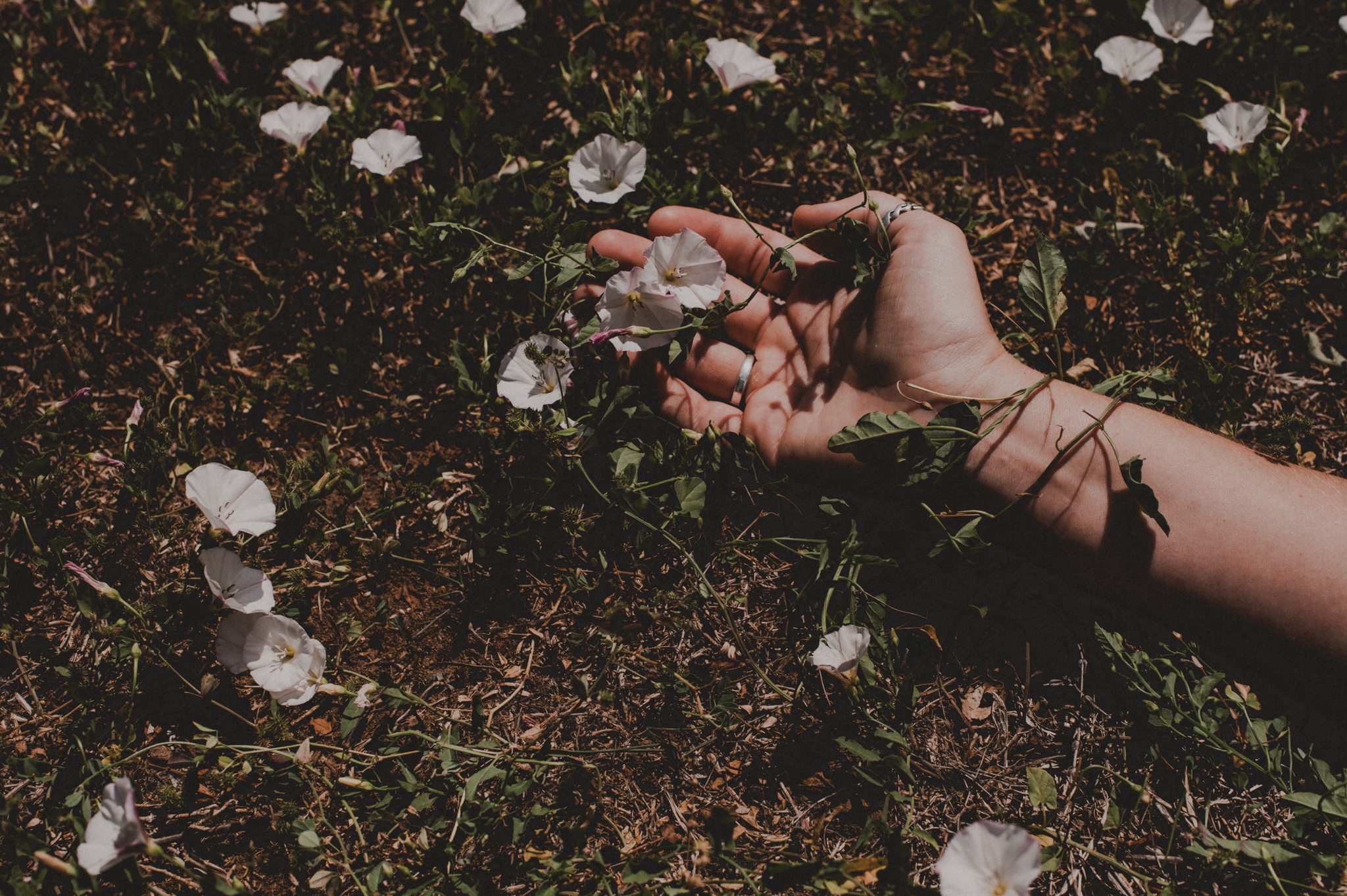 bindweed