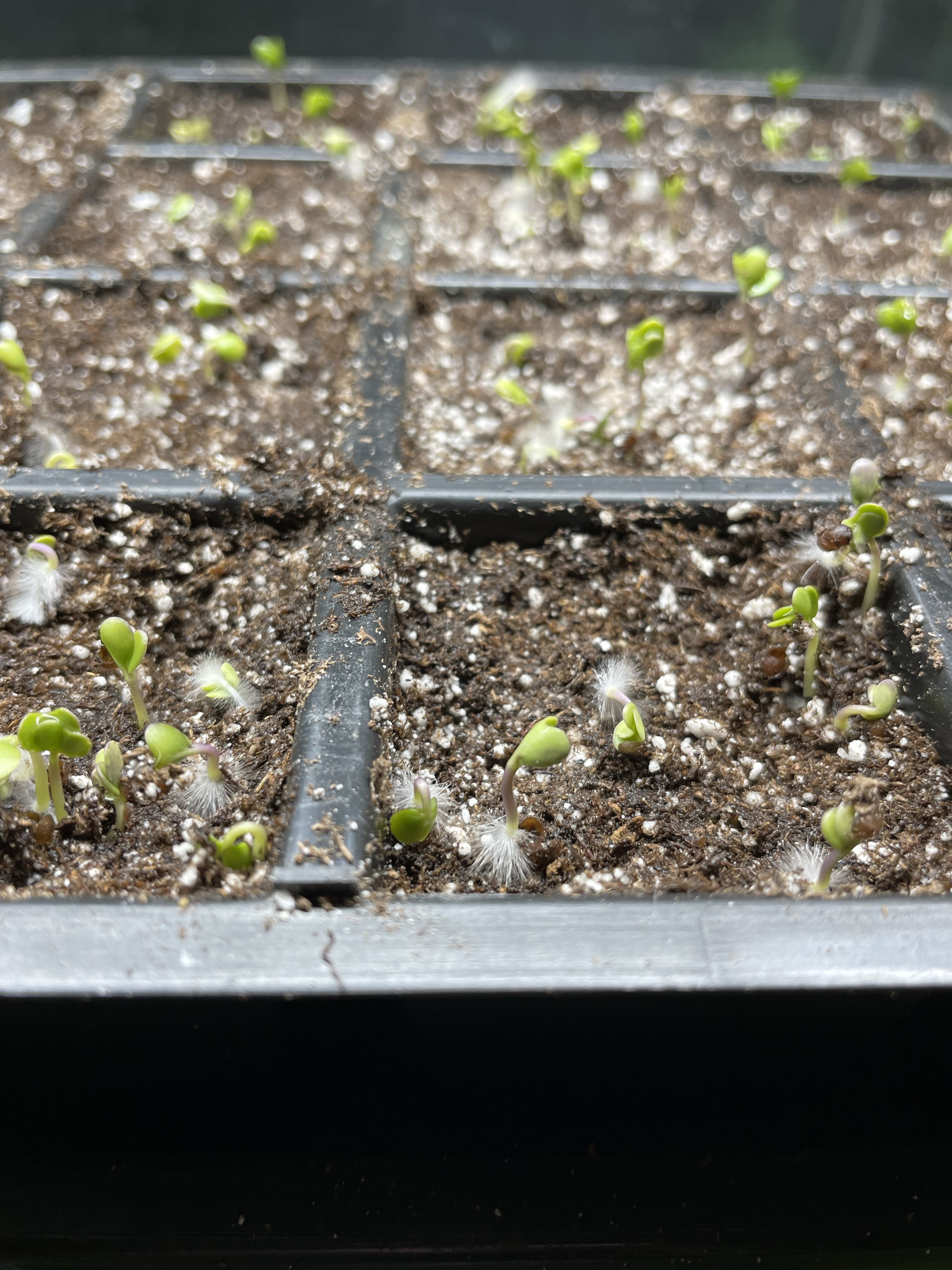 “appreciation swells to astonishment”