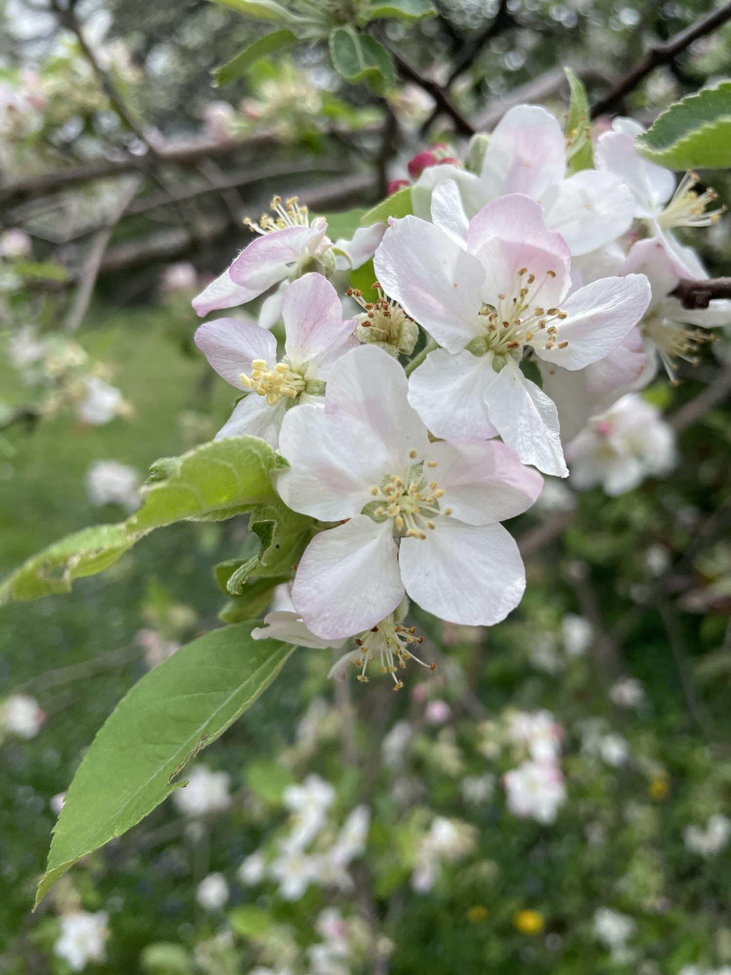 the dangling conversation: i’m nobody in neglect