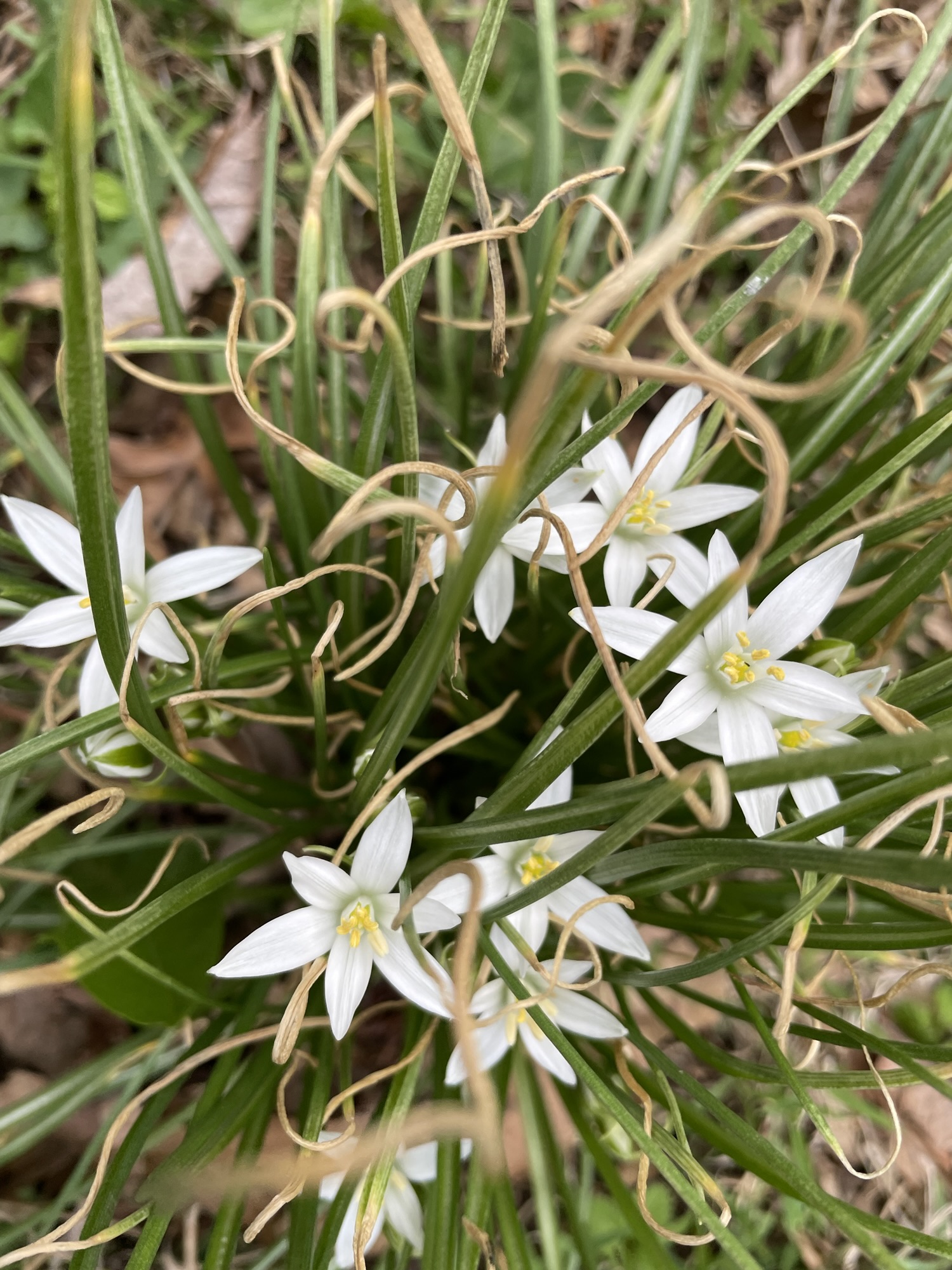 dinner with Emily Dickinson